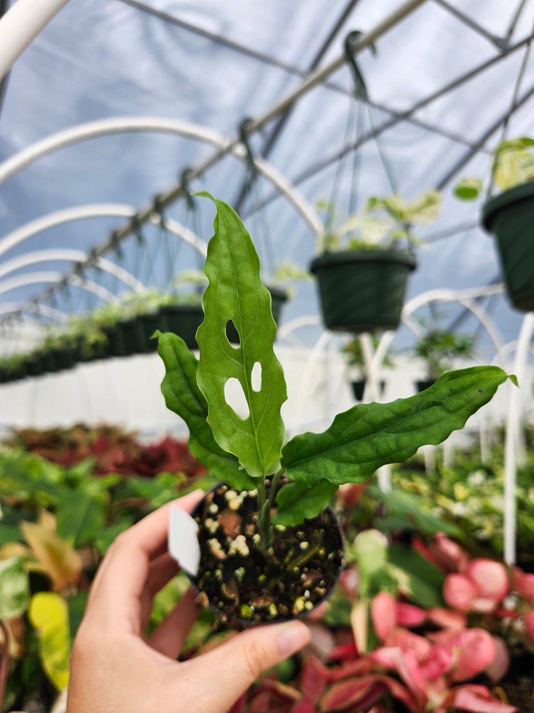 Monstera Obilqua Peru (3in)- Growers Choice