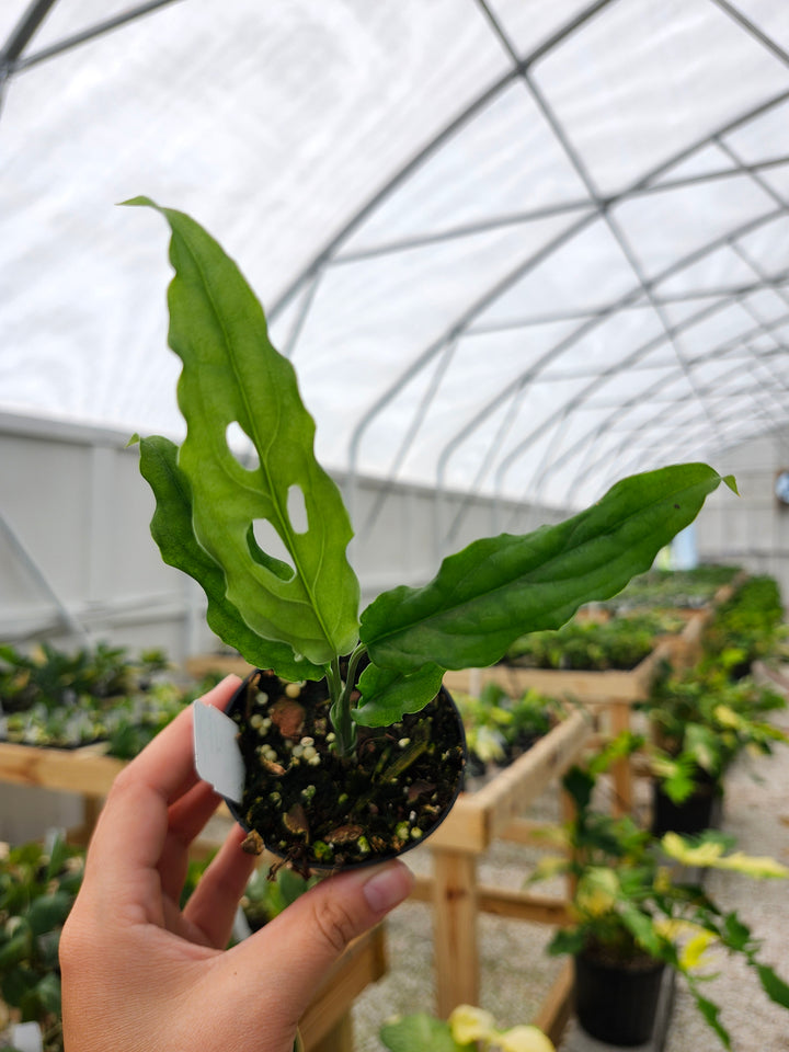 Monstera Obilqua Peru (3in)- Growers Choice