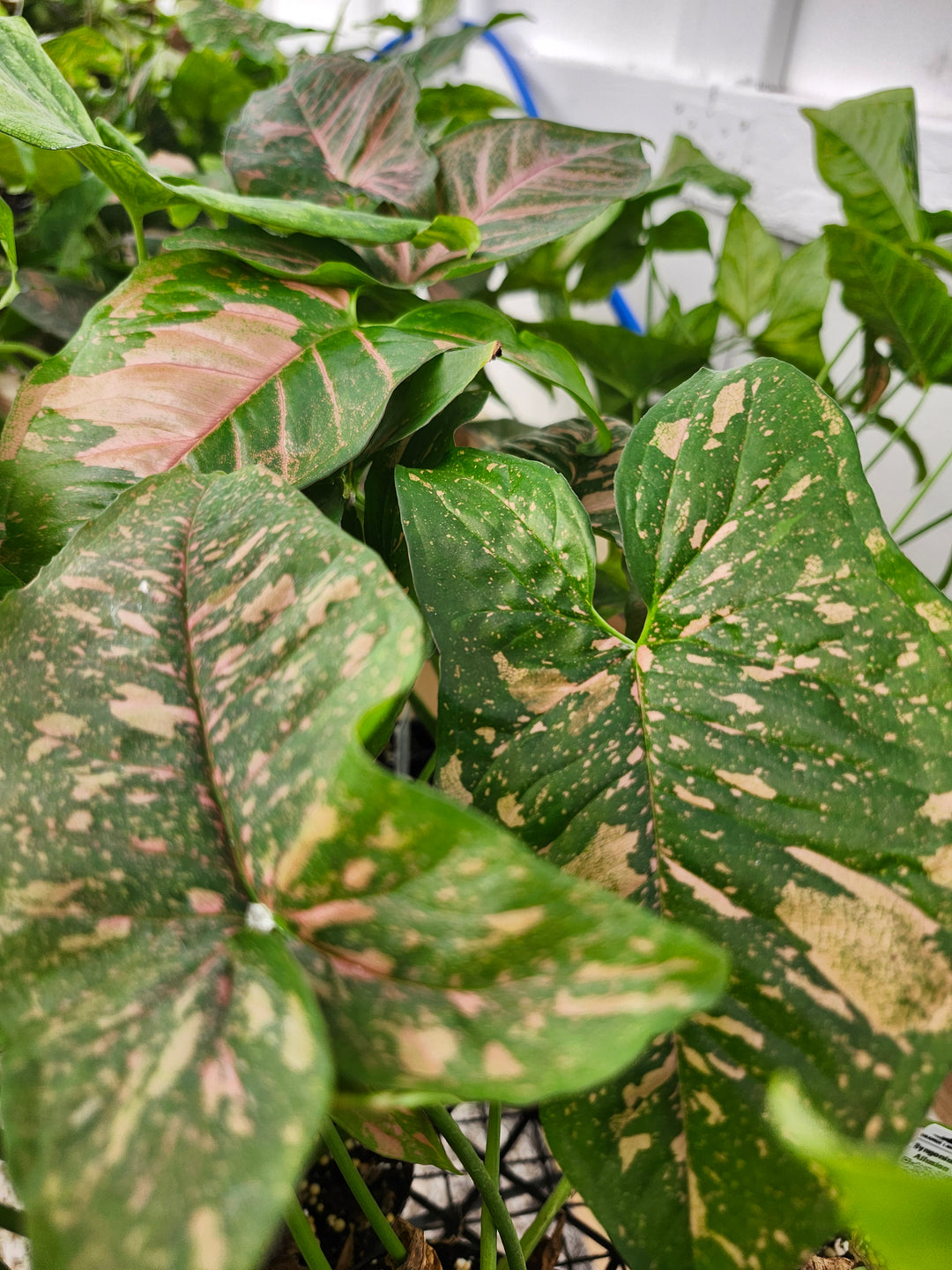 Syngonium Allusion (3in)- Growers Choice
