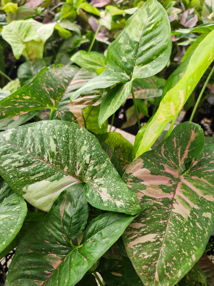 Syngonium Allusion (3in)- Growers Choice
