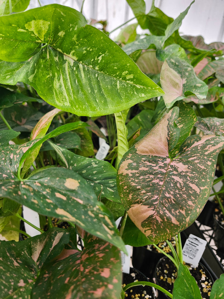 Syngonium Allusion (3in)- Growers Choice