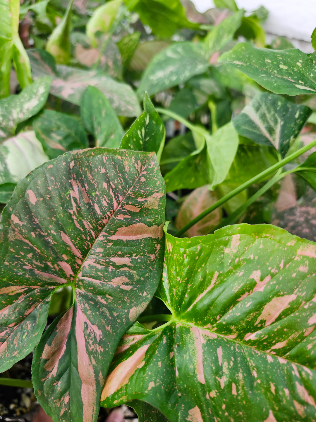 Syngonium Allusion (3in)- Growers Choice