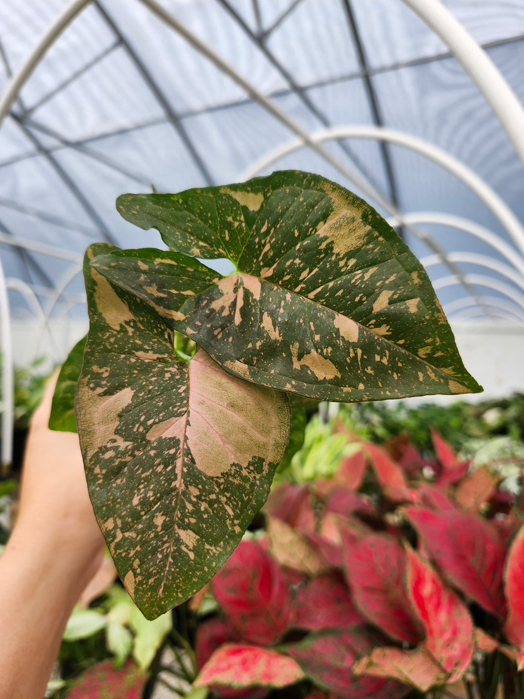 Syngonium Allusion (3in)- Growers Choice