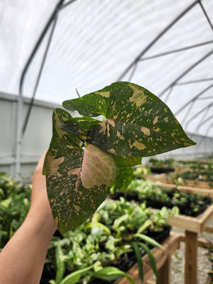 Syngonium Allusion (3in)- Growers Choice