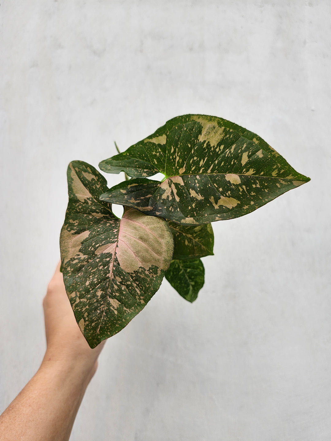 Syngonium Allusion (3in)- Growers Choice