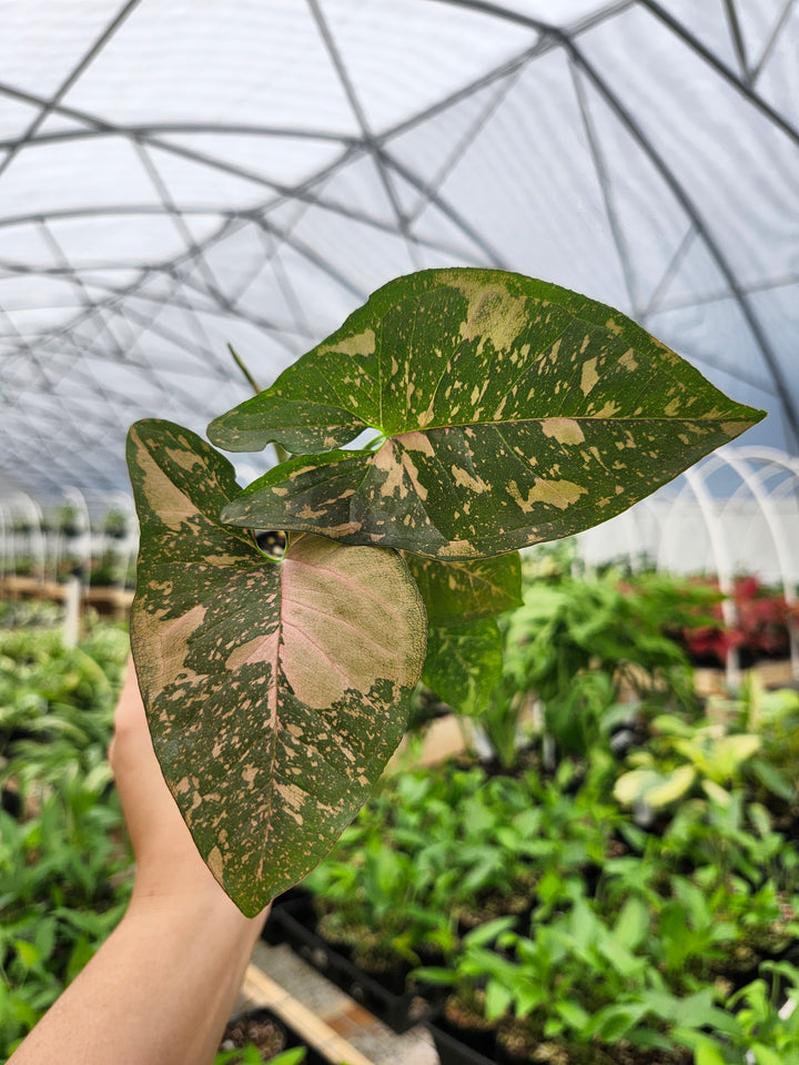 Syngonium Allusion (3in)- Growers Choice