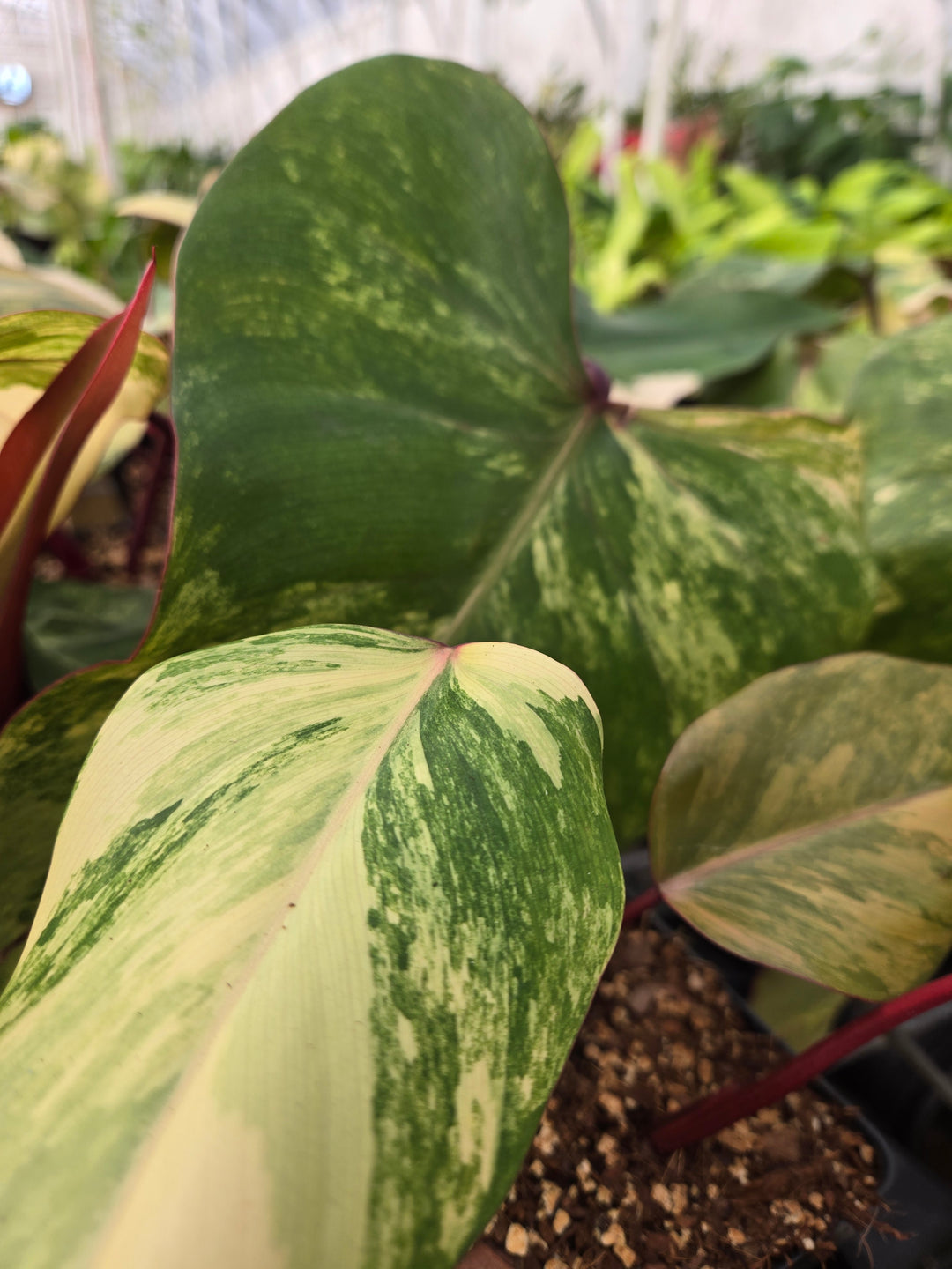Philodendron Strawberry Shake (4in)- Growers Choice
