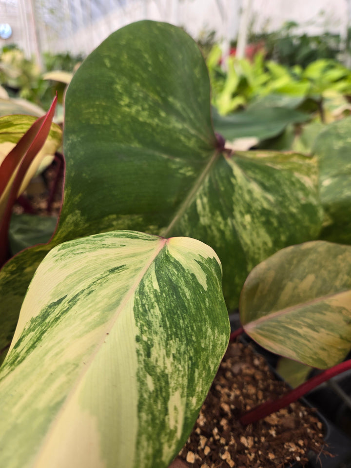 Philodendron Strawberry Shake (4in)- Growers Choice