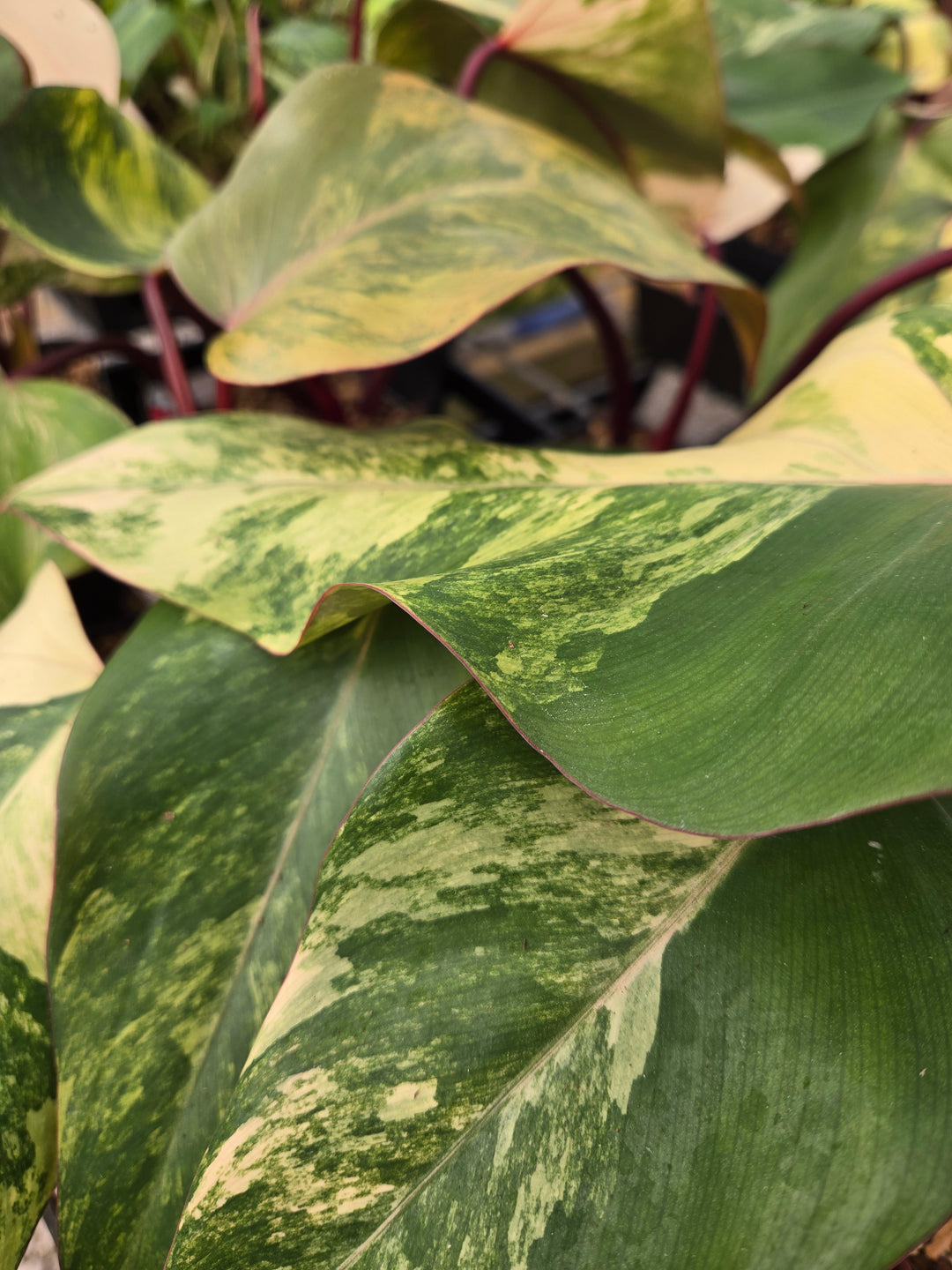 Philodendron Strawberry Shake (4in)- Growers Choice