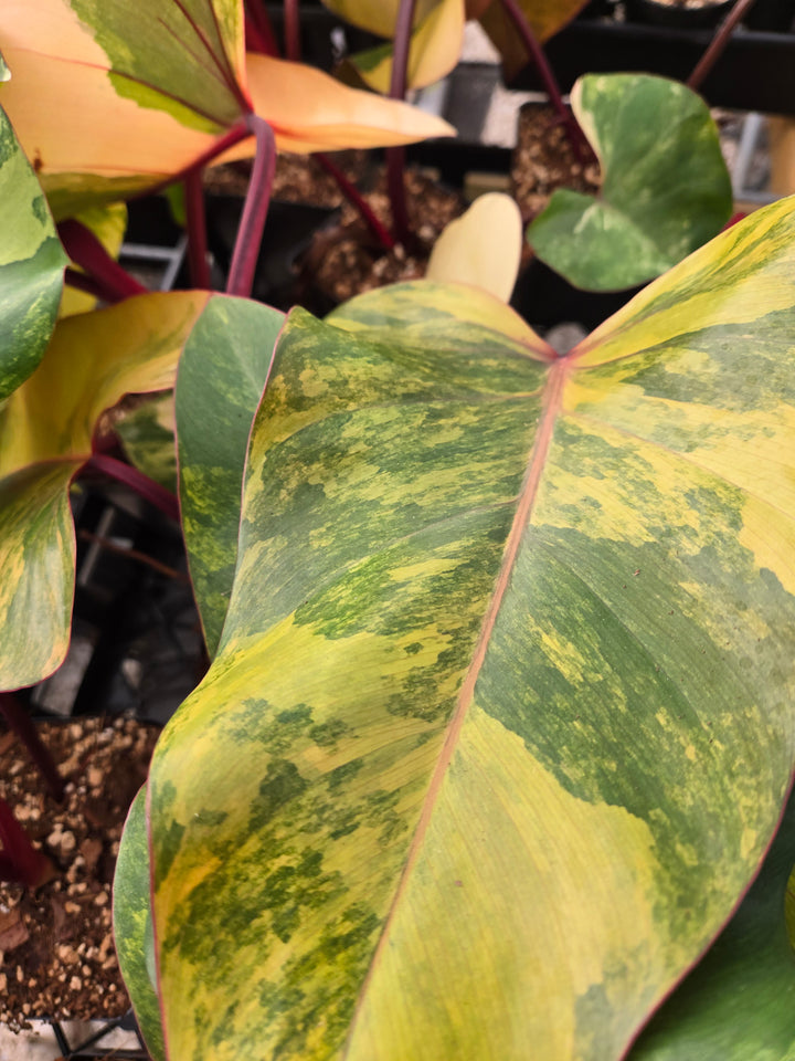 Philodendron Strawberry Shake (4in)- Growers Choice