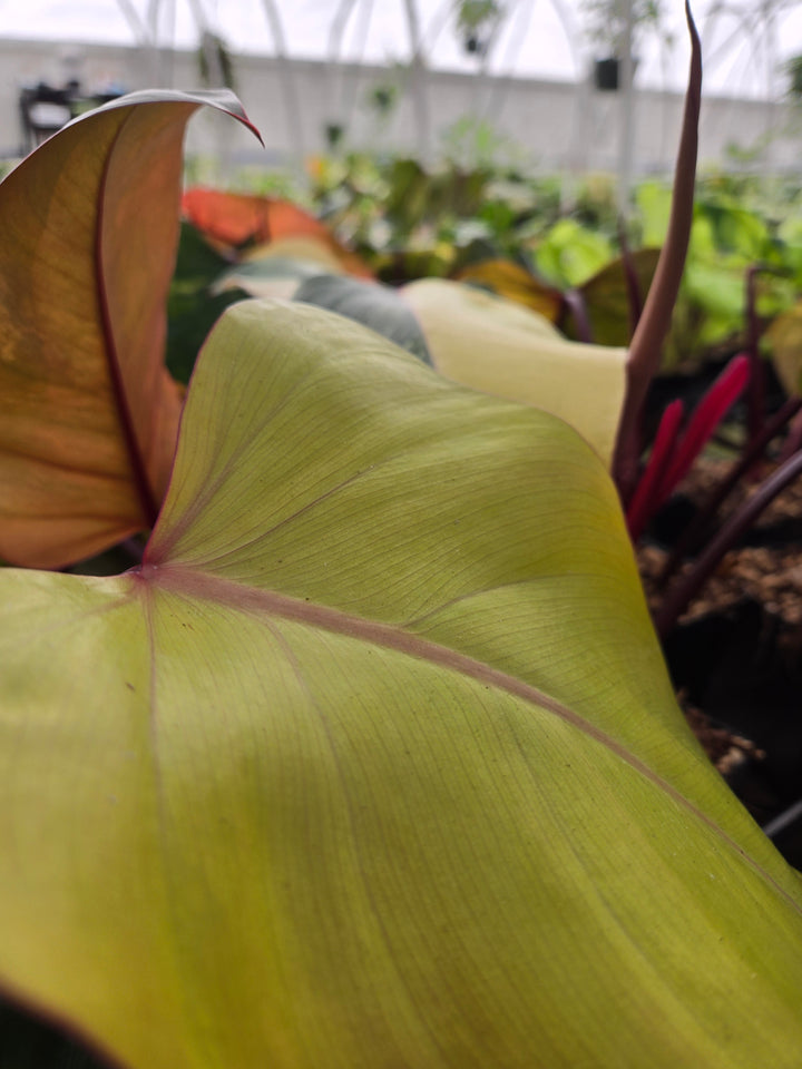 Philodendron Strawberry Shake (4in)- Growers Choice