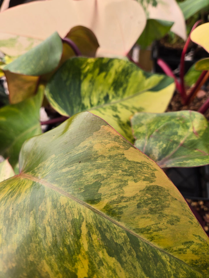 Philodendron Strawberry Shake (4in)- Growers Choice