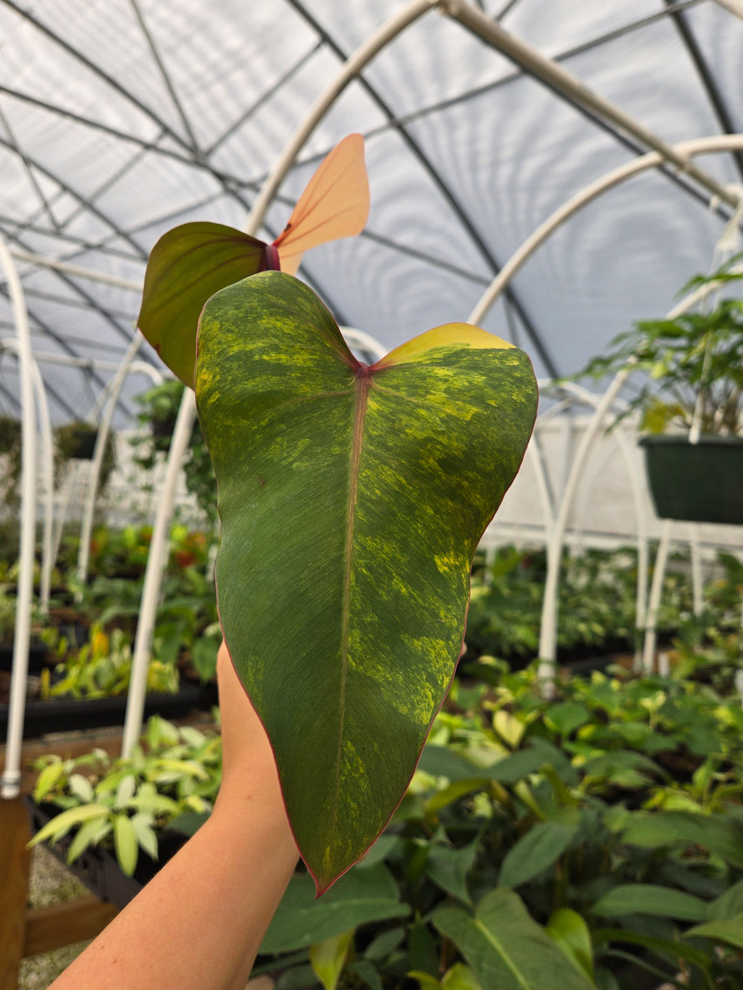 Philodendron Strawberry Shake (4in)- Growers Choice