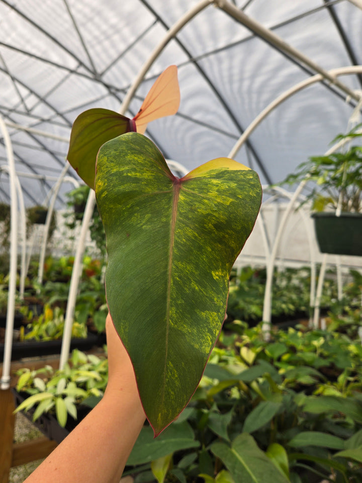 Philodendron Strawberry Shake (4in)- Growers Choice