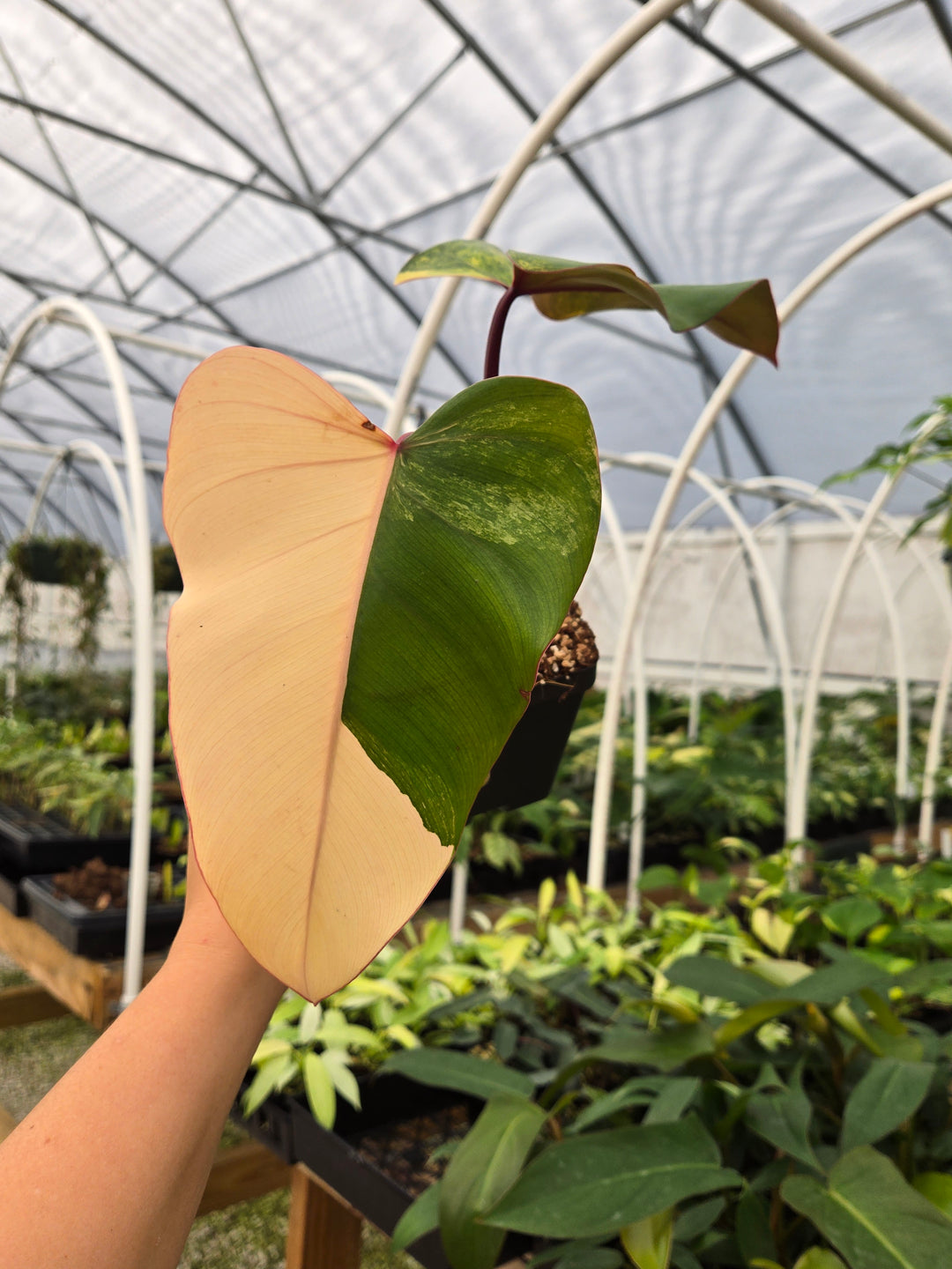 Philodendron Strawberry Shake (4in)- Growers Choice