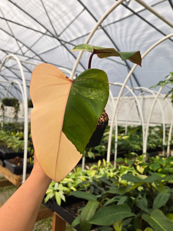 Philodendron Strawberry Shake (4in)- Growers Choice