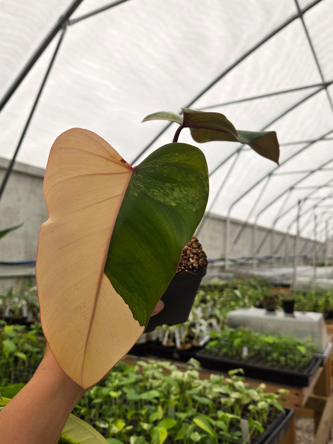 Philodendron Strawberry Shake (4in)- Growers Choice