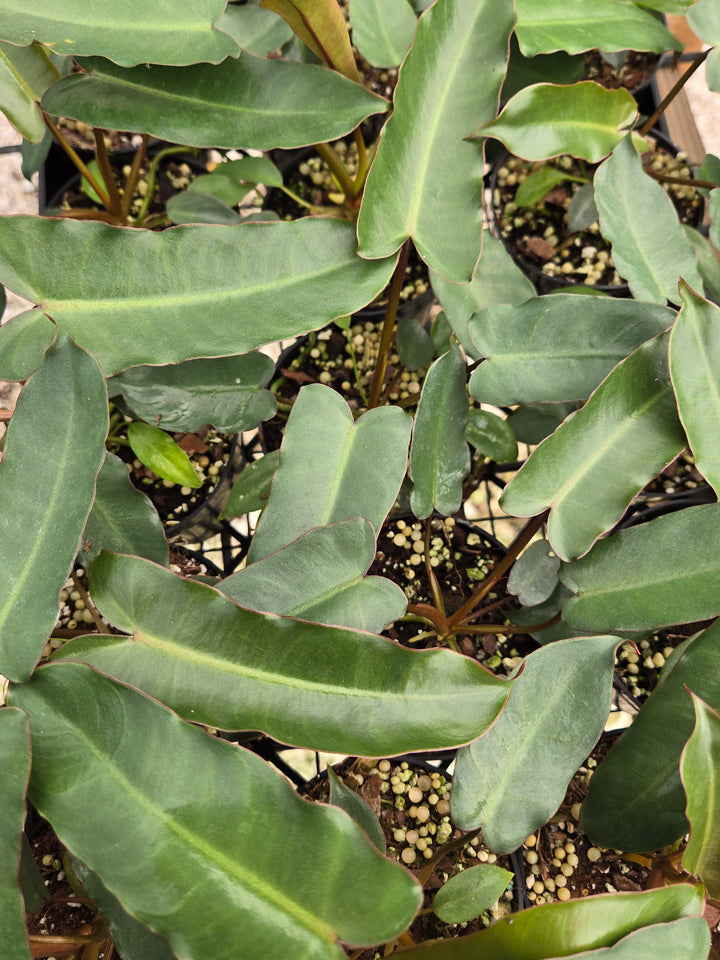 Philodendron Billietiae Dark Form (3in)- Growers Choice