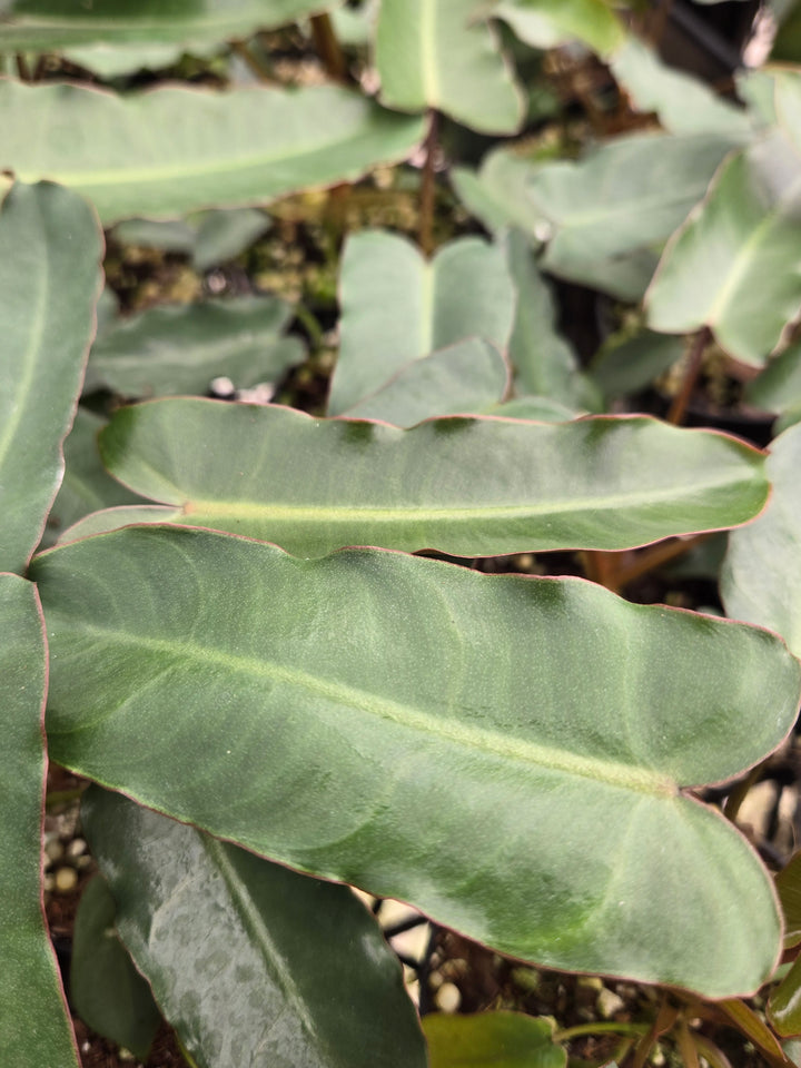 Philodendron Billietiae Dark Form (3in)- Growers Choice