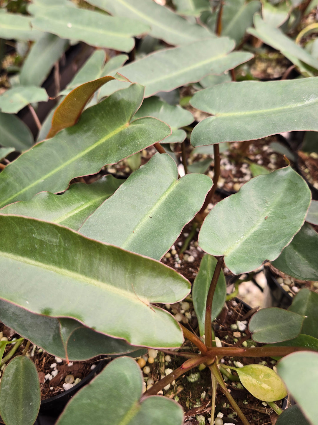 Philodendron Billietiae Dark Form (3in)- Growers Choice