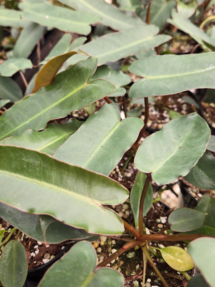 Philodendron Billietiae Dark Form (3in)- Growers Choice