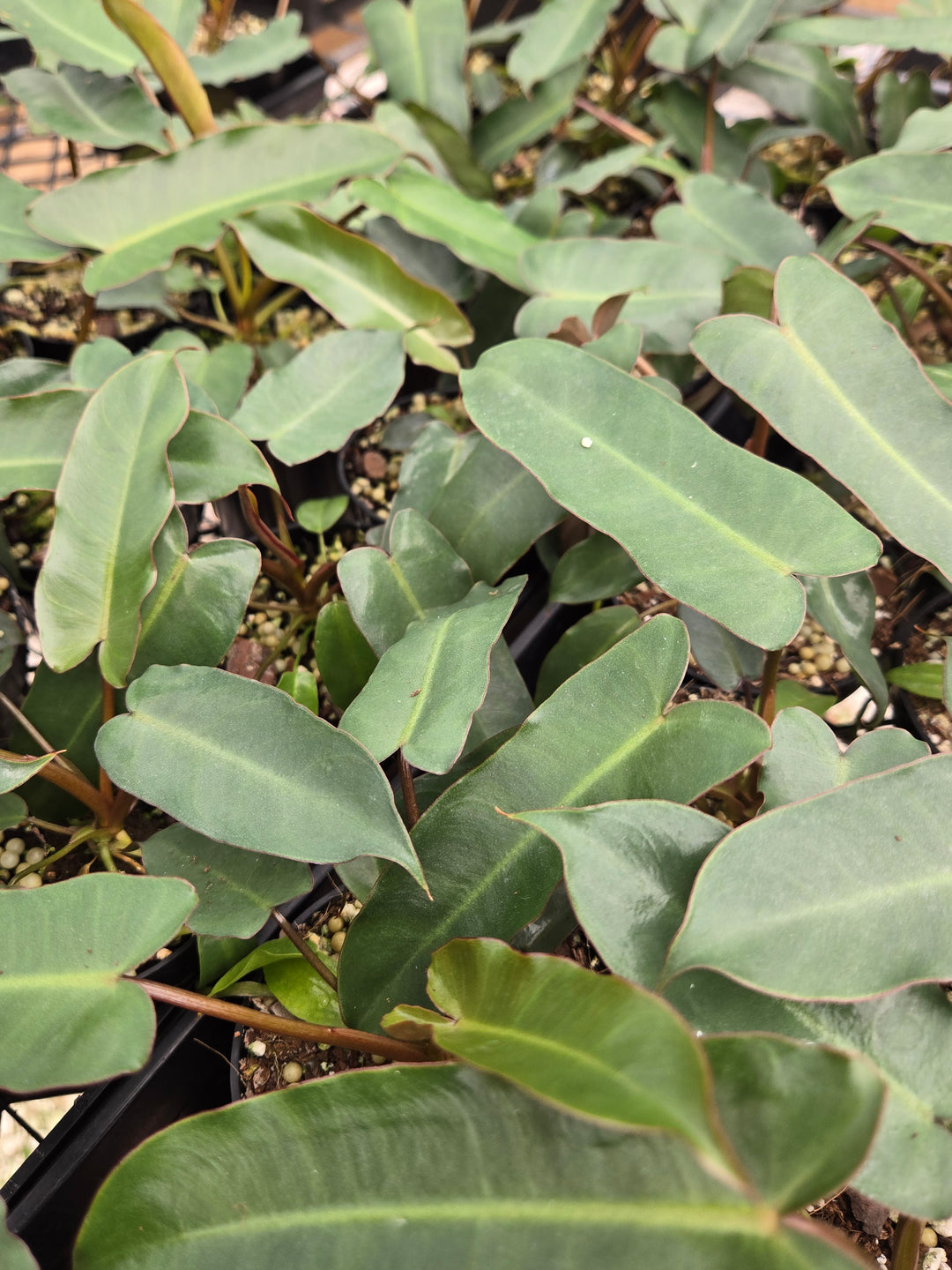 Philodendron Billietiae Dark Form (3in)- Growers Choice
