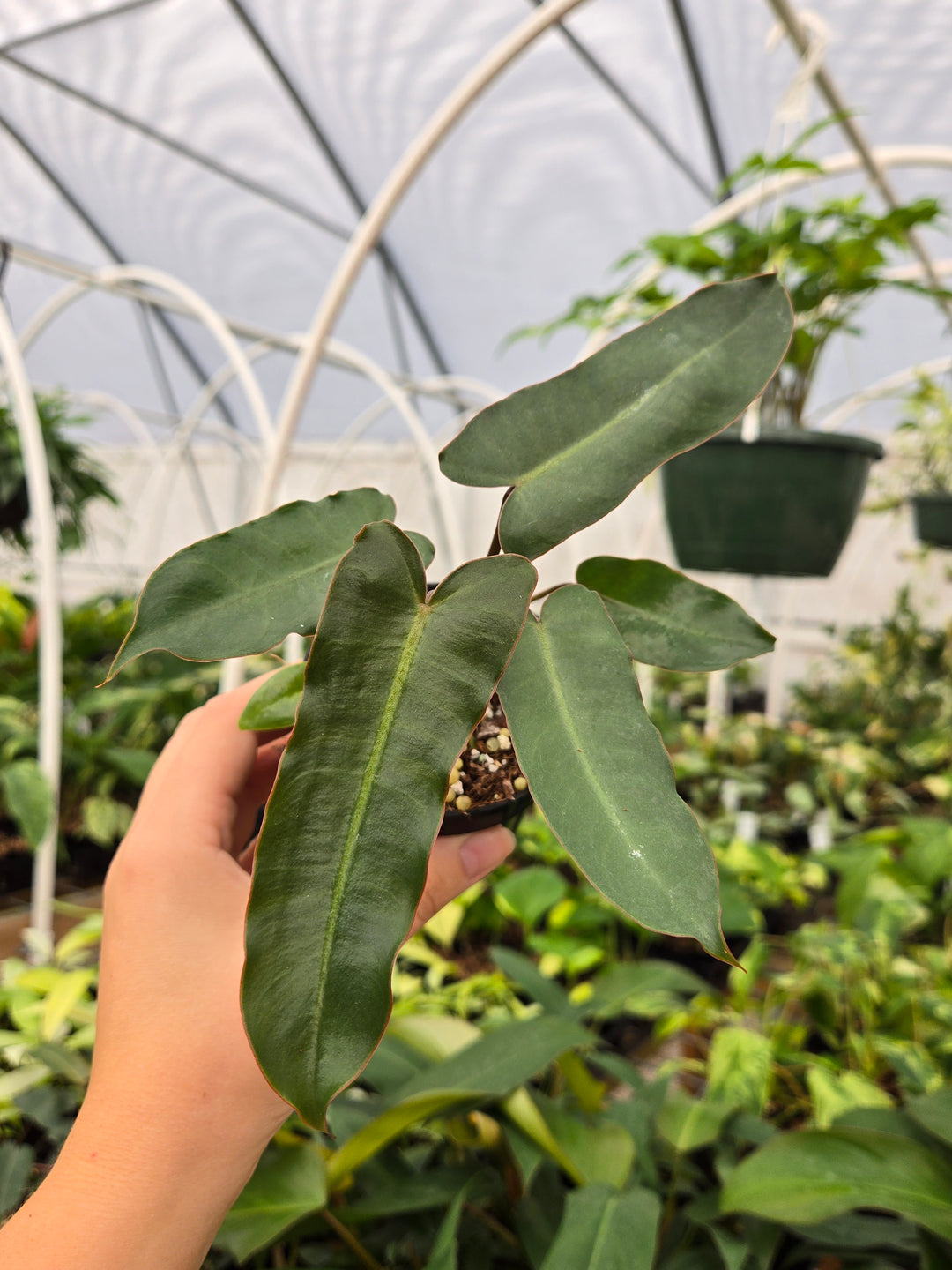 Philodendron Billietiae Dark Form (3in)- Growers Choice