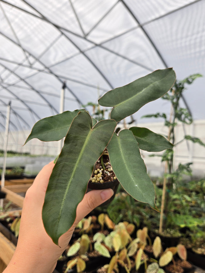 Philodendron Billietiae Dark Form (3in)- Growers Choice
