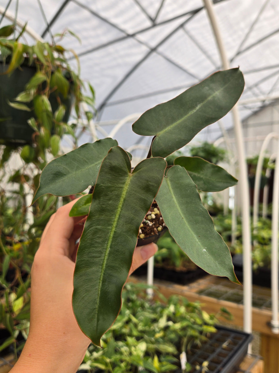 Philodendron Billietiae Dark Form (3in)- Growers Choice