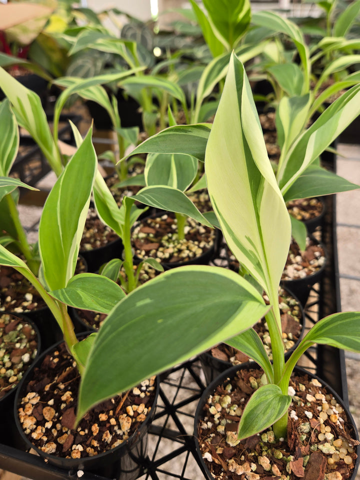 Musa NoNo (3in)- Growers Choice