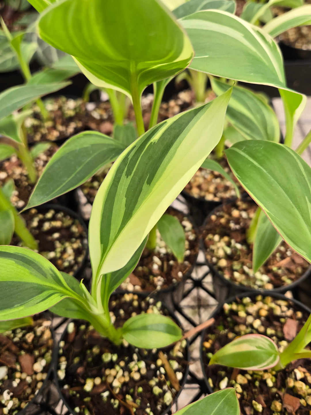 Musa NoNo (3in)- Growers Choice
