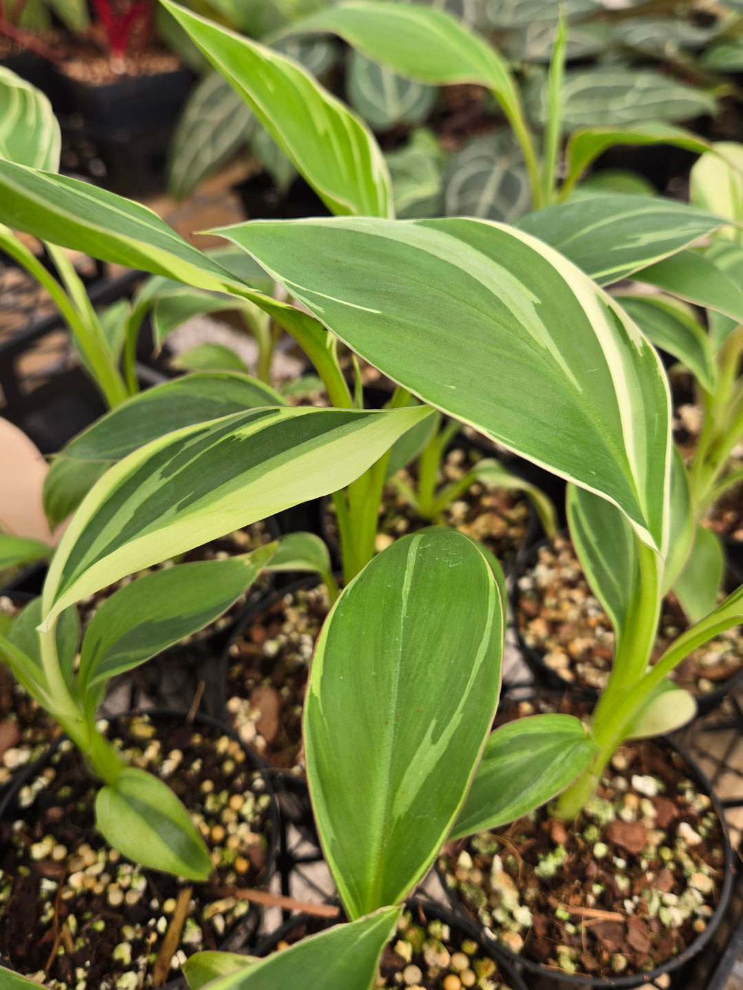 Musa NoNo (3in)- Growers Choice