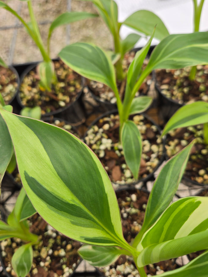 Musa NoNo (3in)- Growers Choice