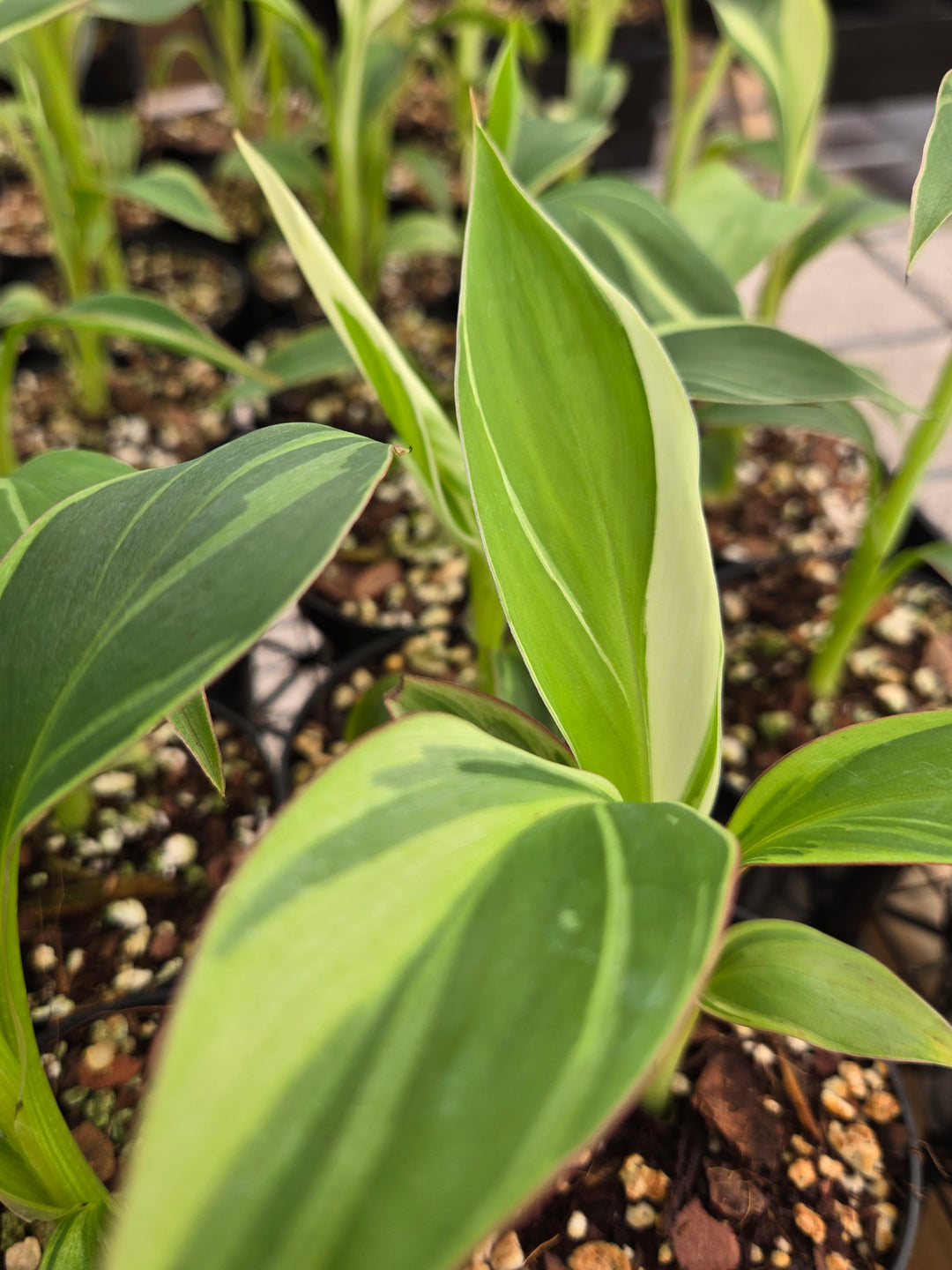 Musa NoNo (3in)- Growers Choice