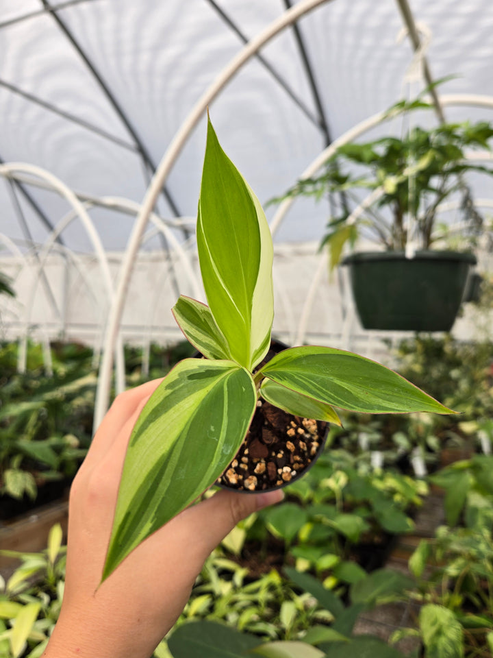 Musa NoNo (3in)- Growers Choice