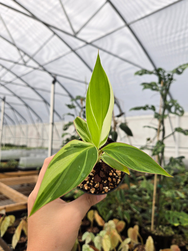Musa NoNo (3in)- Growers Choice