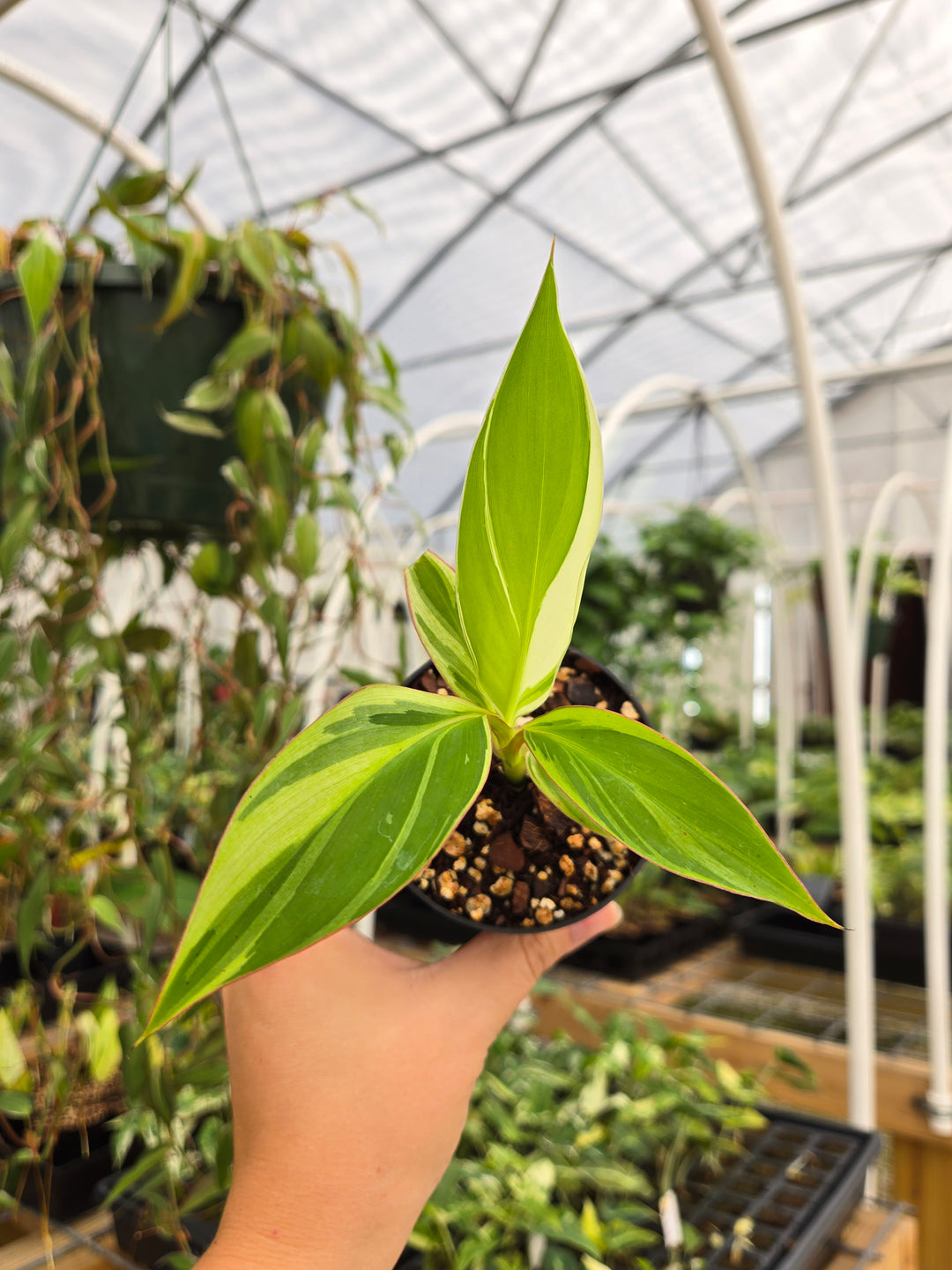 Musa NoNo (3in)- Growers Choice