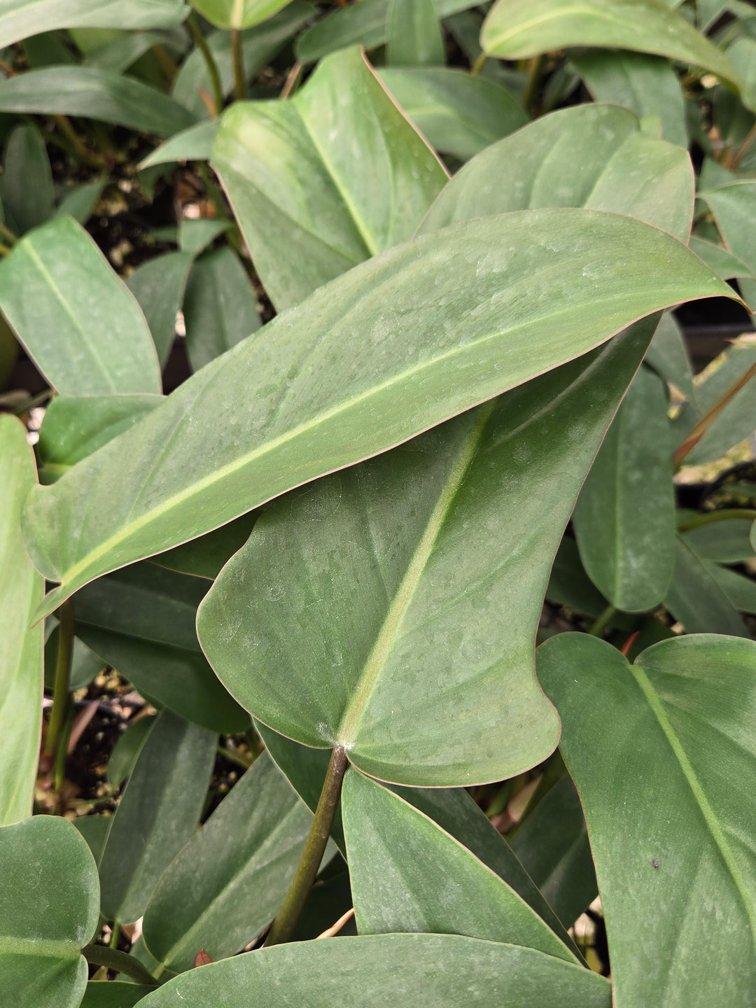 Philodendron Florida Bronze (3in)- Growers Choice