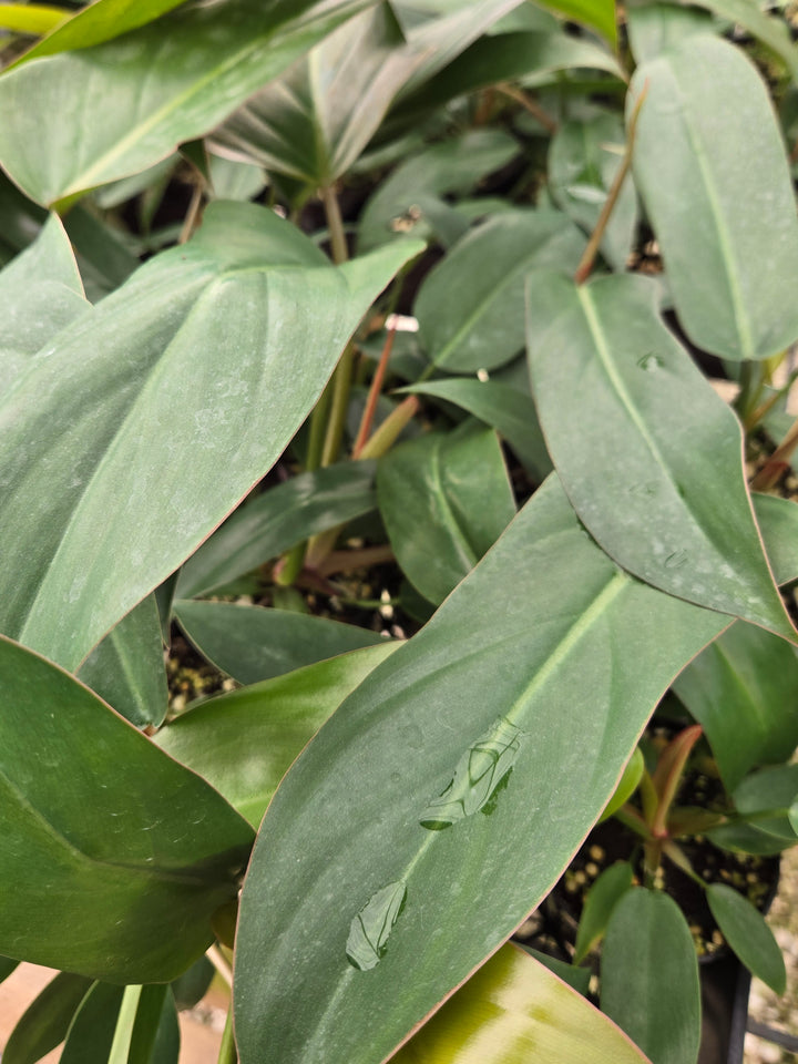 Philodendron Florida Bronze (3in)- Growers Choice