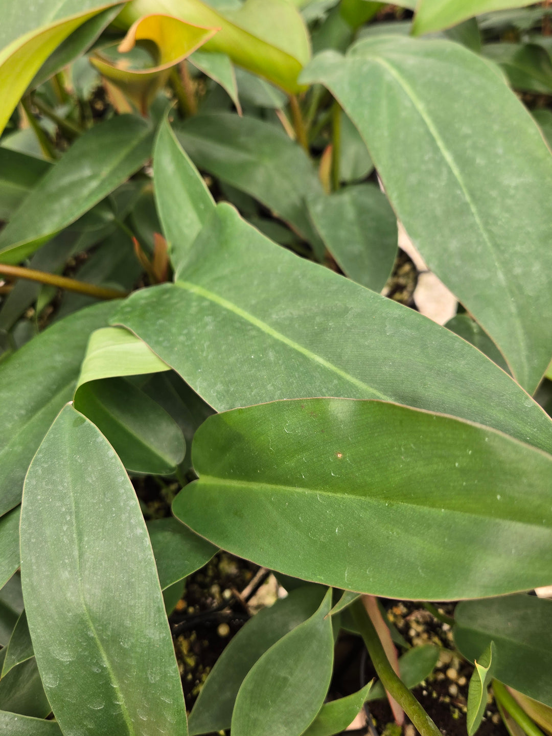 Philodendron Florida Bronze (3in)- Growers Choice