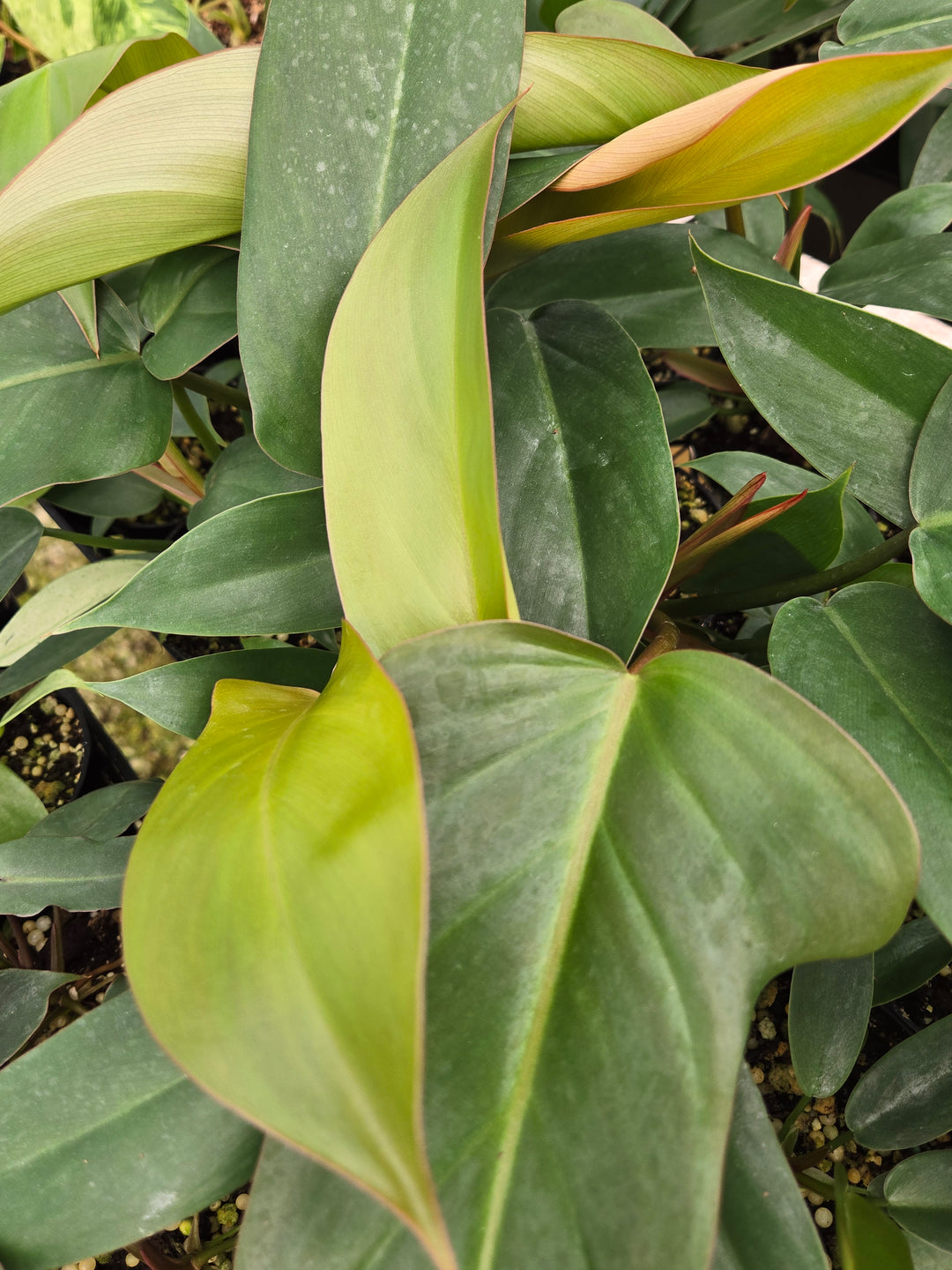 Philodendron Florida Bronze (3in)- Growers Choice