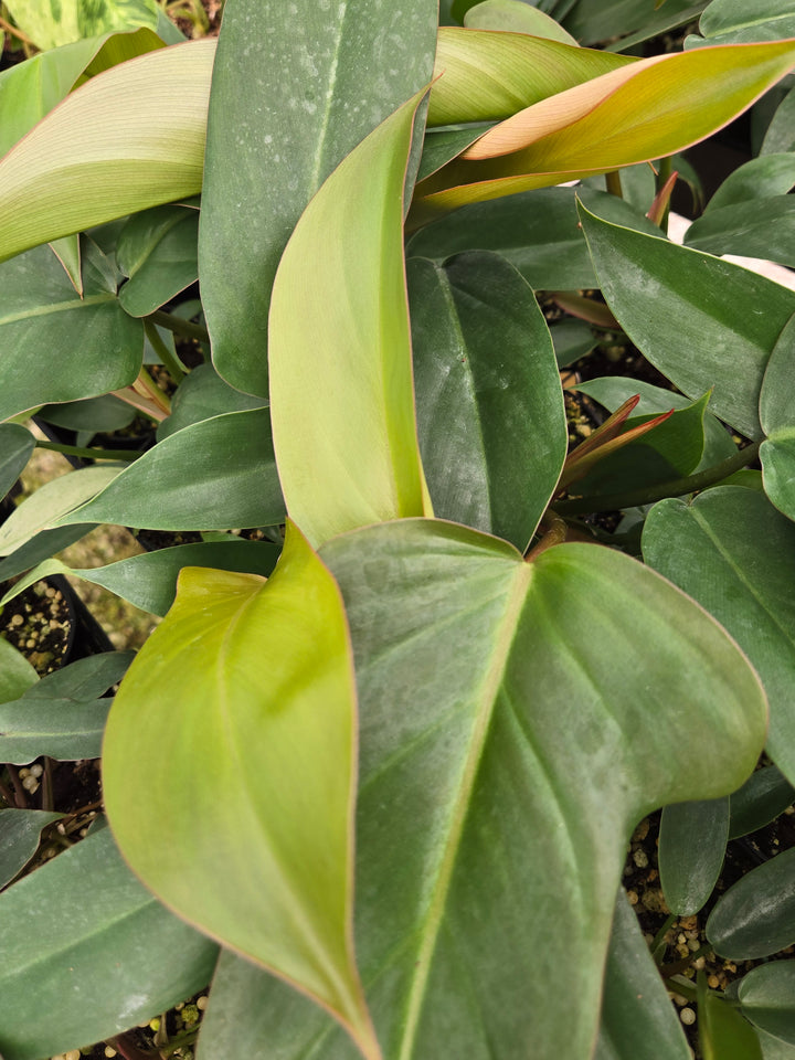 Philodendron Florida Bronze (3in)- Growers Choice