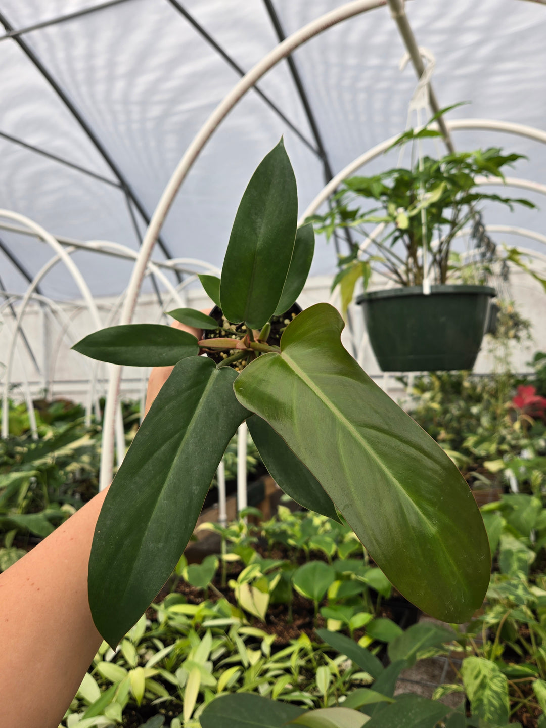 Philodendron Florida Bronze (3in)- Growers Choice