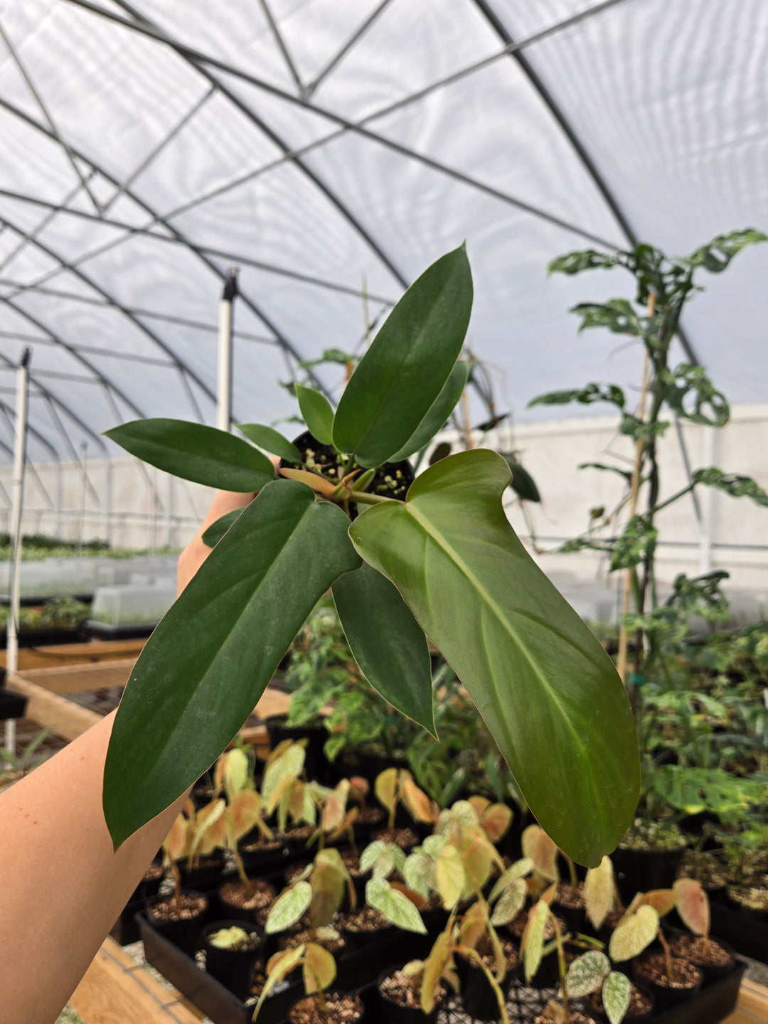 Philodendron Florida Bronze (3in)- Growers Choice