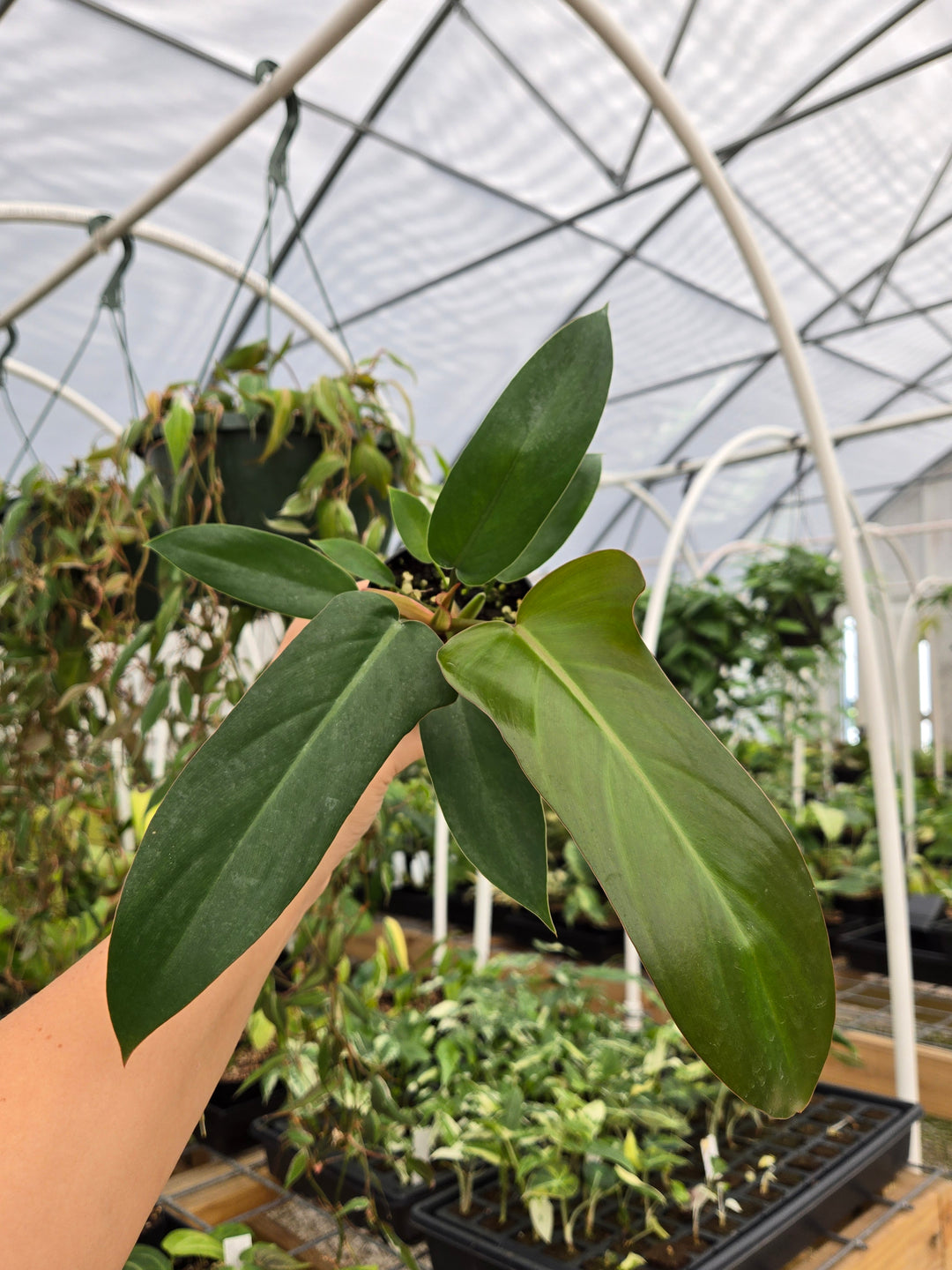Philodendron Florida Bronze (3in)- Growers Choice