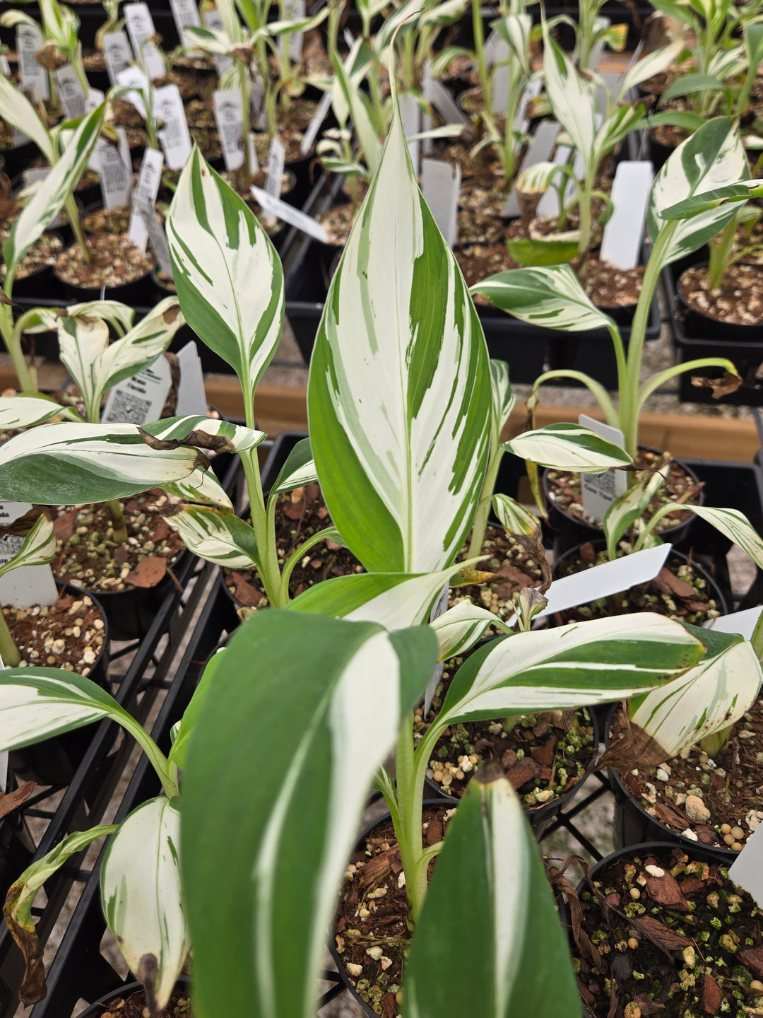 Musa Florida (3in)- Growers Choice