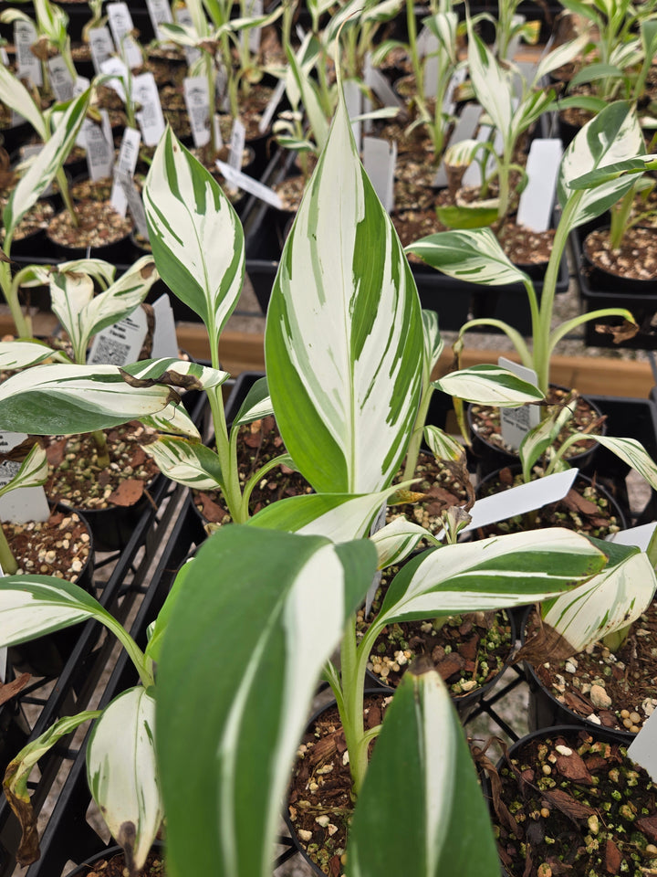 Musa Florida (3in)- Growers Choice