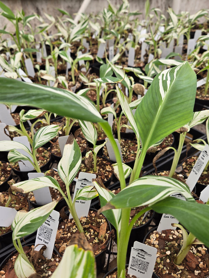 Musa Florida (3in)- Growers Choice