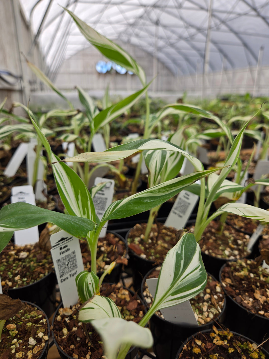 Musa Florida (3in)- Growers Choice