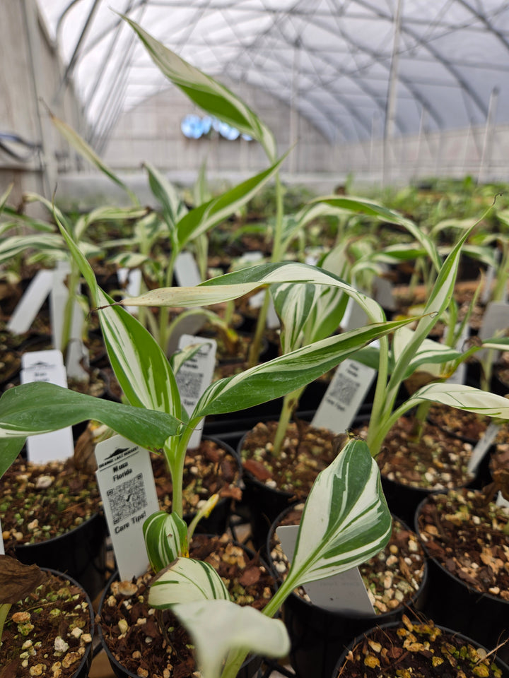 Musa Florida (3in)- Growers Choice